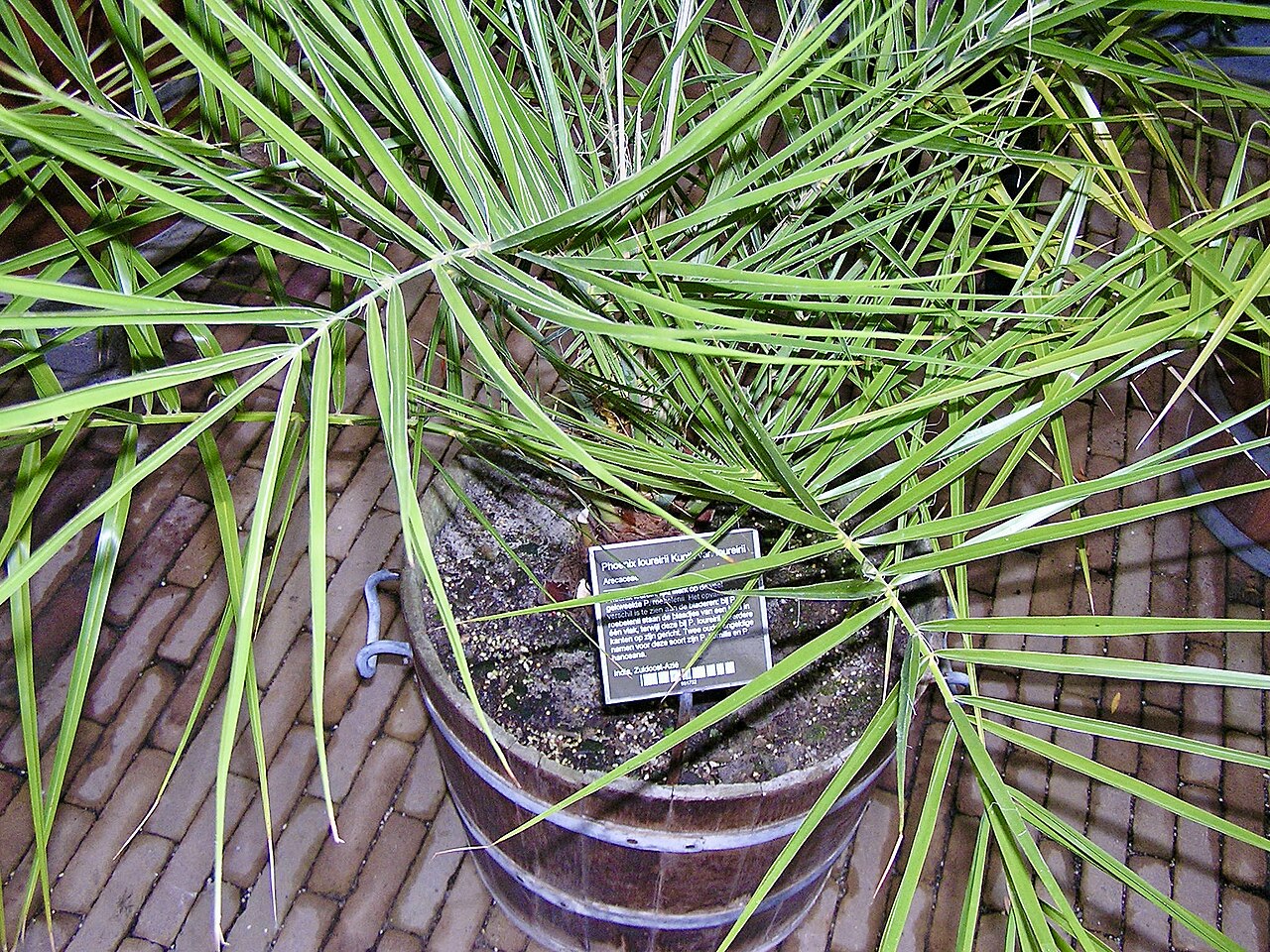 Loureiro's dwarf palm: Phoenix loureiroi MOUNTAIN DATE PALM. Hortus Botanicus Amsterdam.