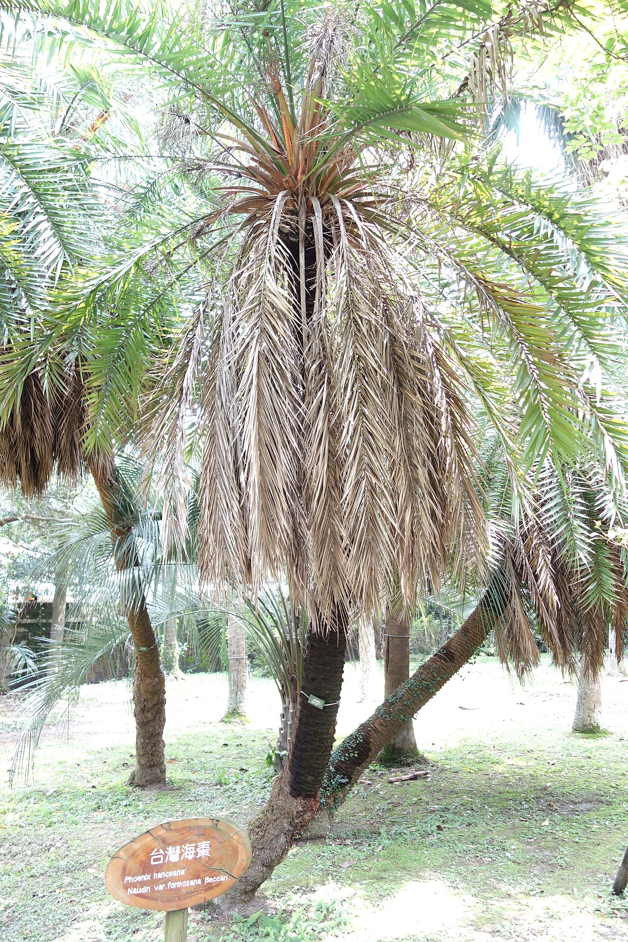 Loureiro's dwarf palm: Botanical specimen in the Fu Si-nian Memorial Garden, National Taiwan University, Taipei, Taiwan.