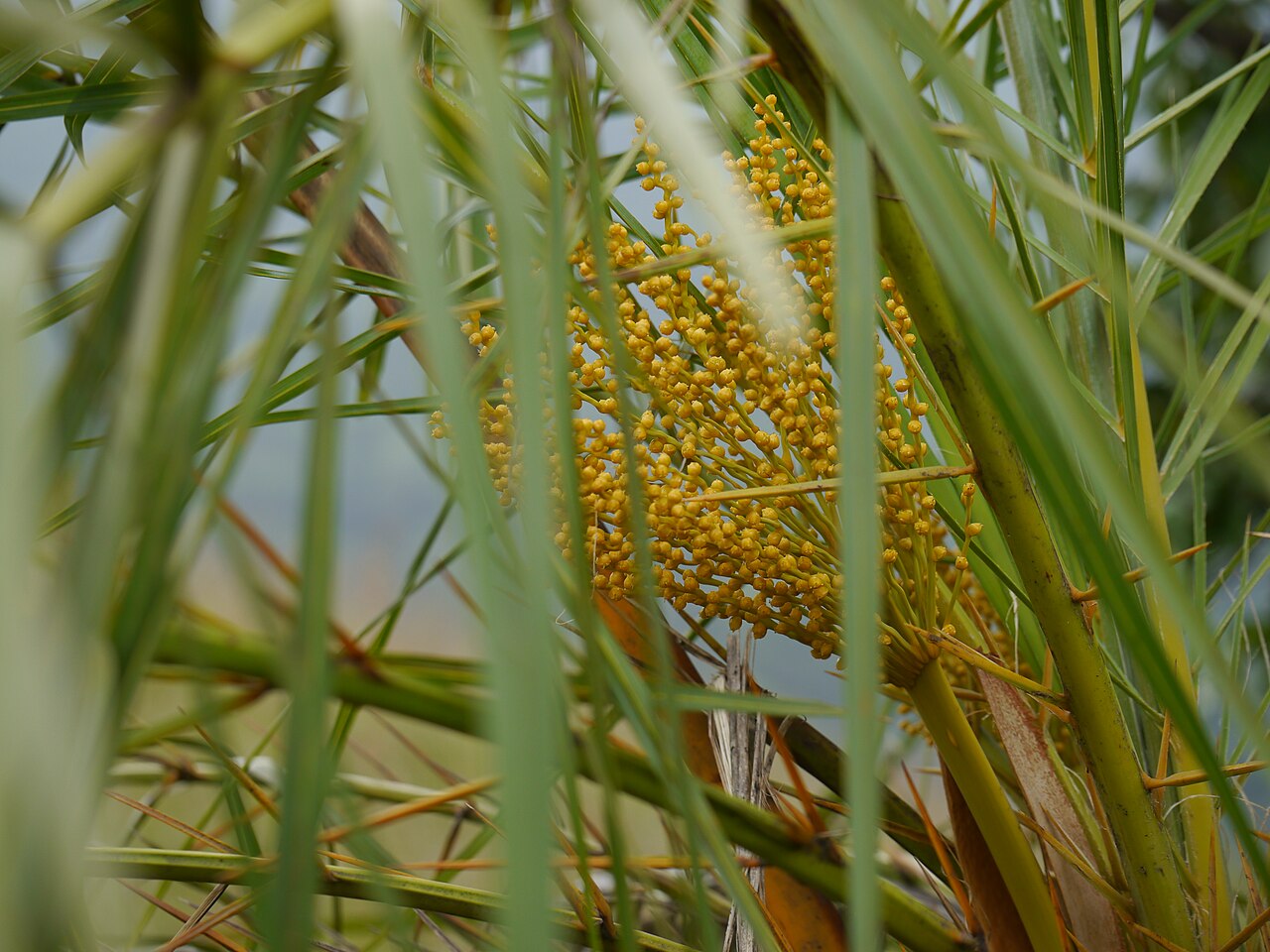 Loureiro's dwarf palm: Phoenix loureiroi var. pedunculata (Griff.) Govaerts
