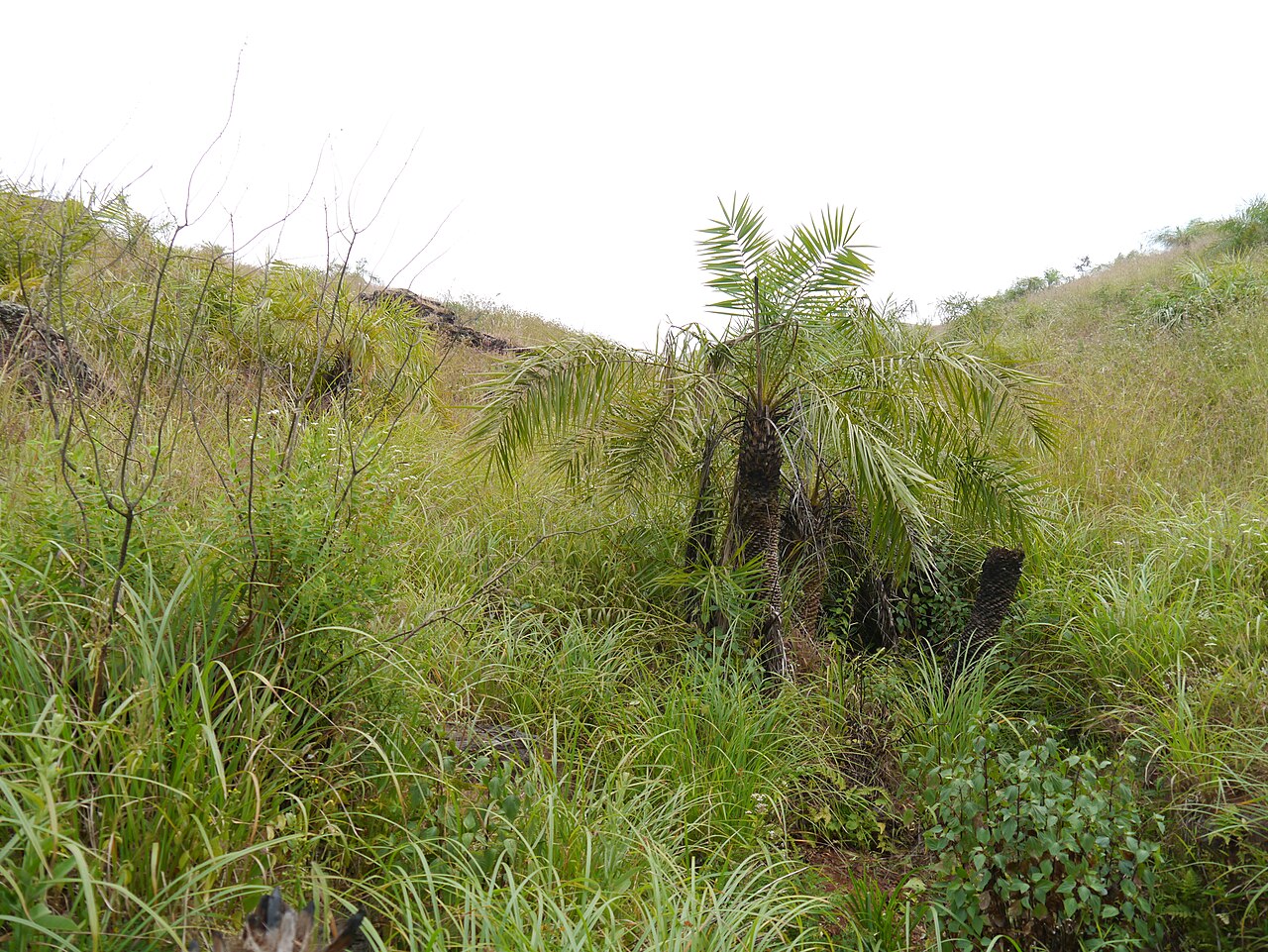 Loureiro's dwarf palm: Phoenix loureiroi var. pedunculata (Griff.) Govaerts