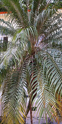 Loureiro's dwarf palm: Phoenix loureiroi – Leaves. January 2020. Location: Nanyao Yuan, Jinghong, Xishuangbanna, Yunnan, SW China. 22,006, 100,788