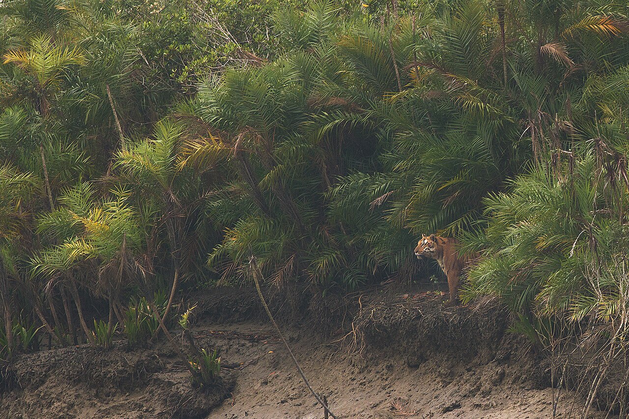 Mangrove date palm: Scientific studies done on Sundarban tigers suggest that these big cats spend maximum amount of time in the Phoenix Paludosa (local name Hental) bushes. This sp