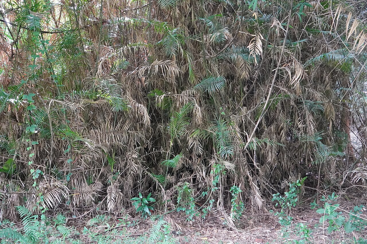 Mangrove date palm: This is a photo of a natural heritage site in Bangladesh identified by the ID: