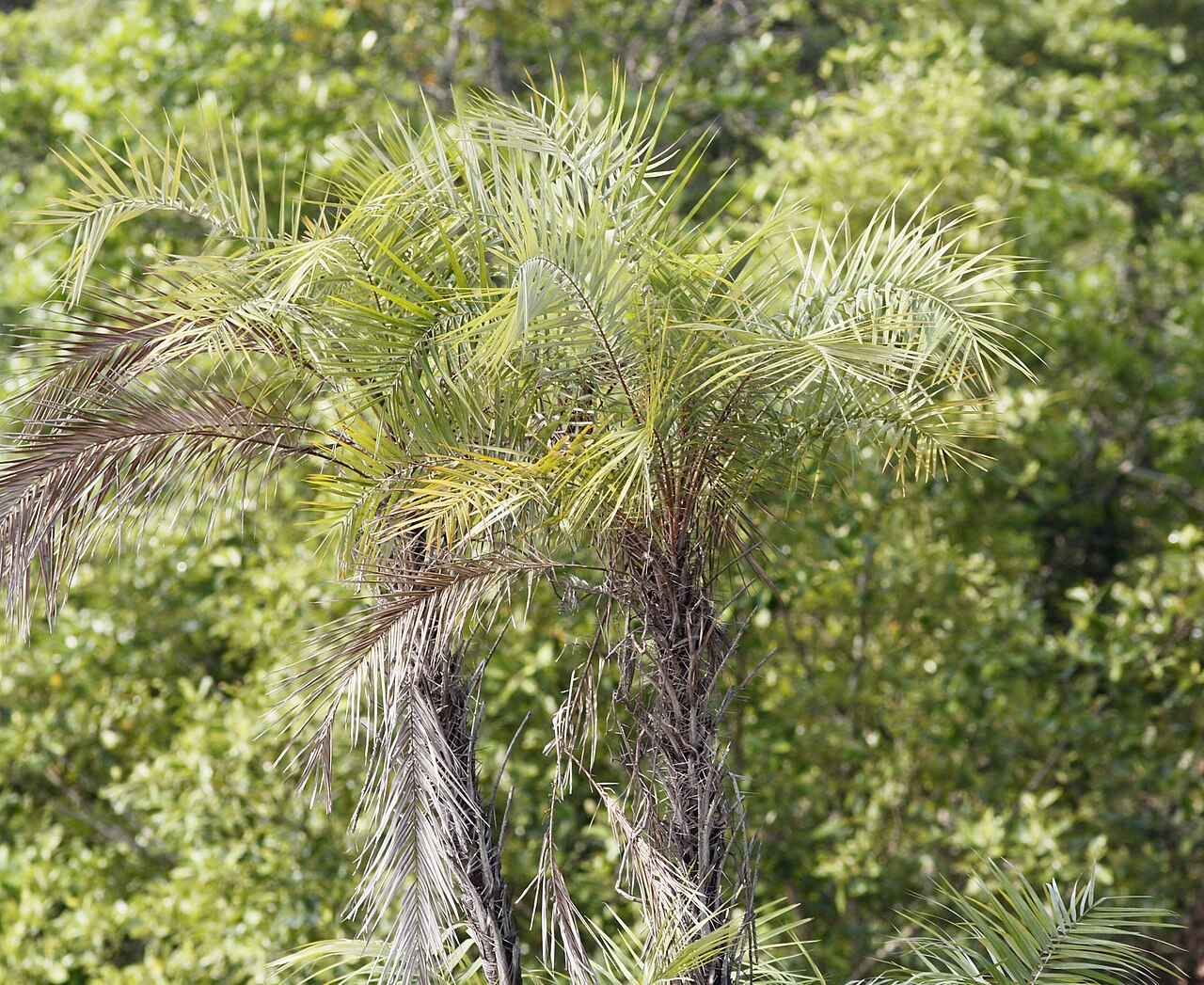Mangrove date palm: Phoenix paludosa, photo by Md Sharif Hossain Sourav