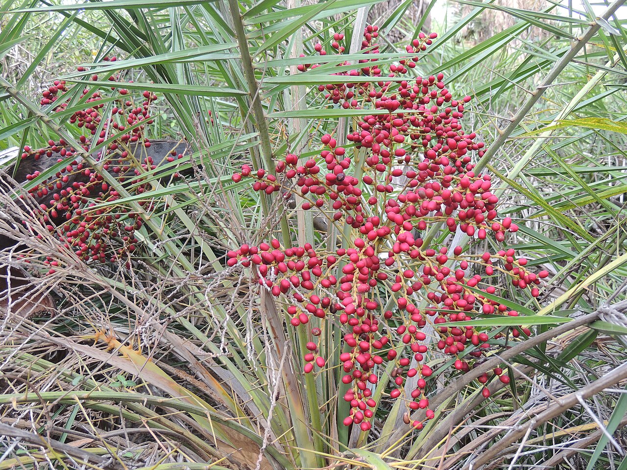 Ceylon date palm: Phoenix pusilla fruiting in Guindy National Park, Chennai, India