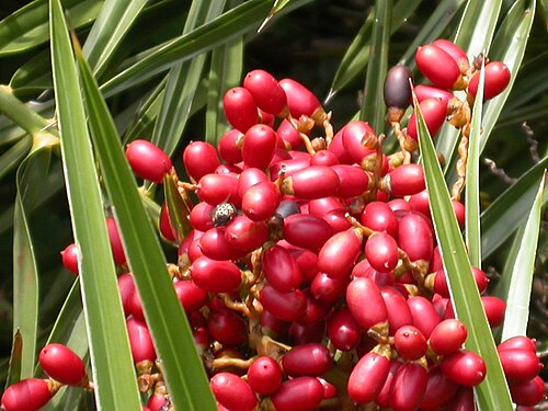 Ceylon date palm: This is a small tree, abundantly grows on the coastal sand dunes in southern east coast of India. Fruit is delicious.