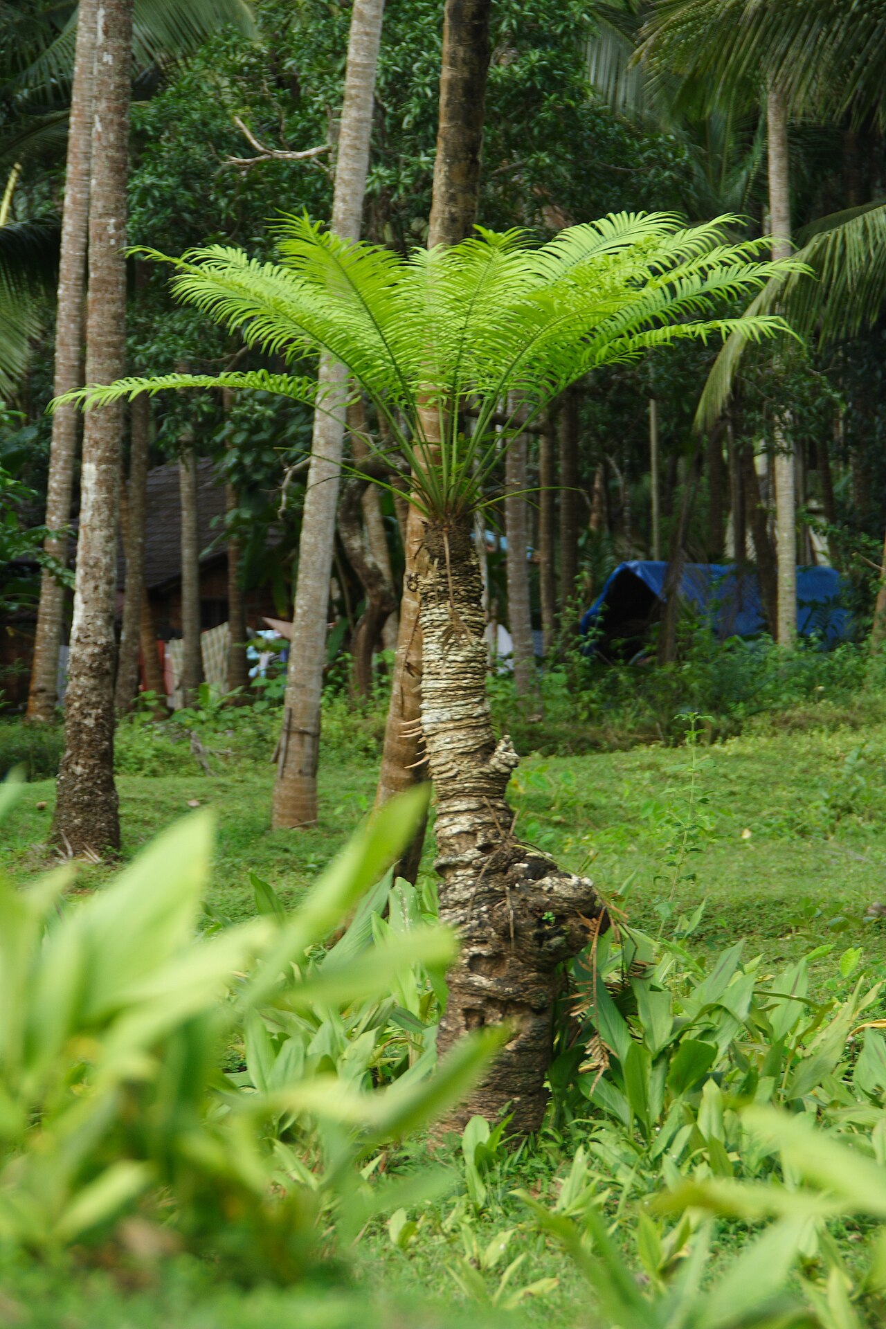 Ceylon date palm: Large palm near Kannur, Kerala. Fruits are used in Ayurveda. Malayalam: Cittintal, Sanskrit: Parusakah, Hindi: Palavat