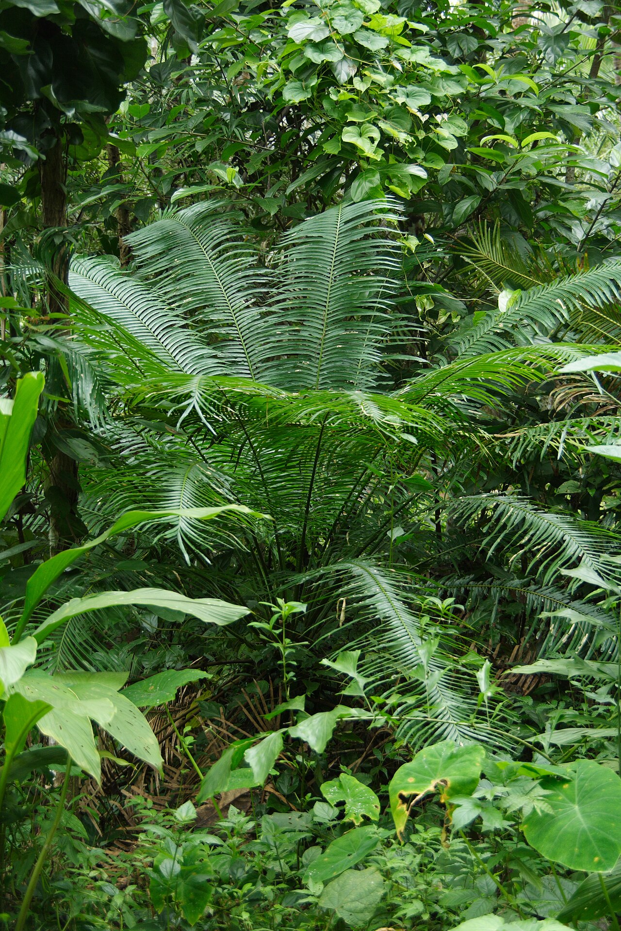 Ceylon date palm: Smaller palm near Kozikhode, Kerala