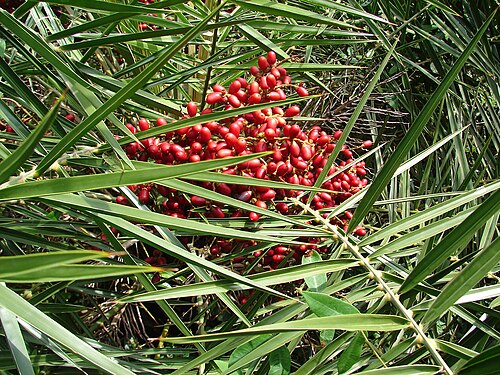 Ceylon date palm: This is a small tree, abundantly grows on the coastal sand dunes in southern east coast of India. Fruit is delicious. Photo taken in Villupuram, Tamil Nadu, Ind
