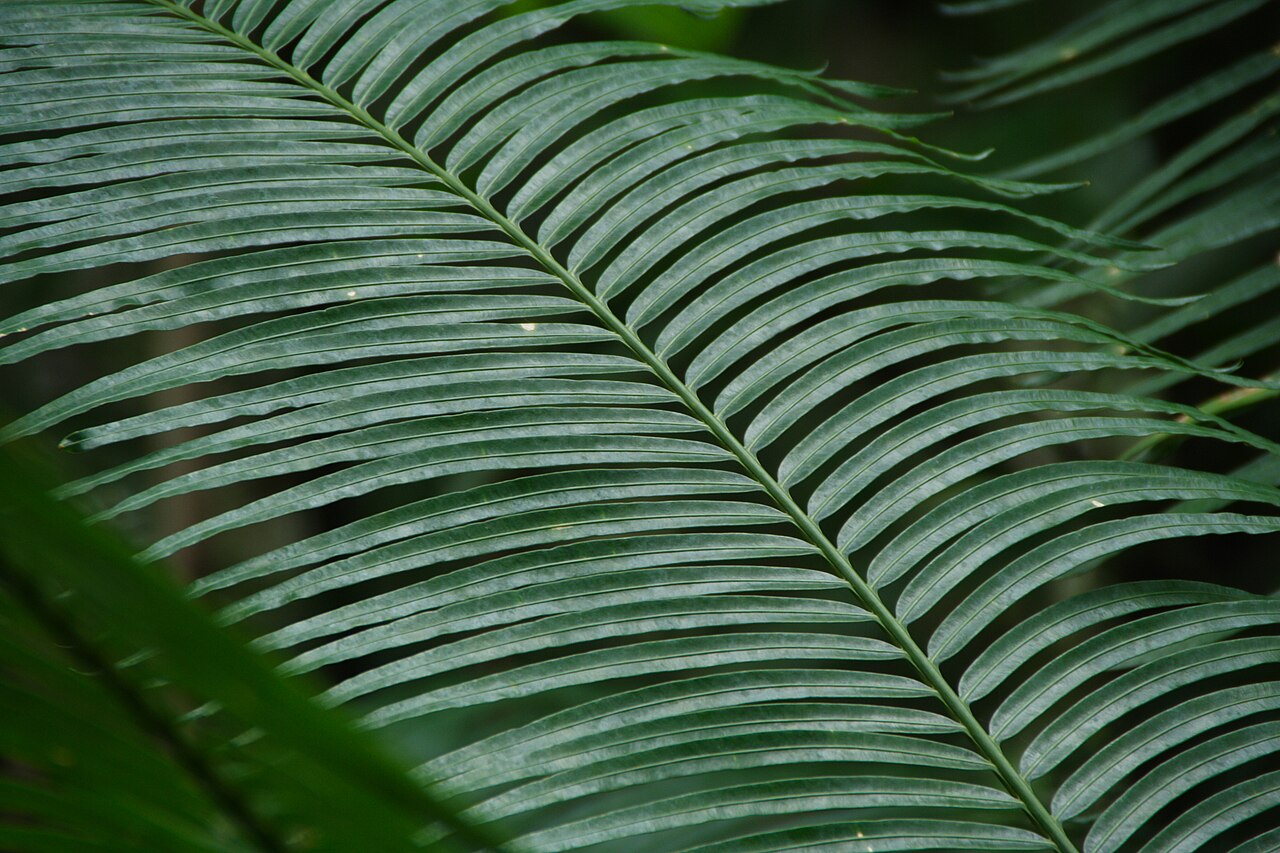 Ceylon date palm: branch of the palm