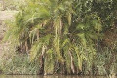 Senegal date palm (Phoenix reclinata)