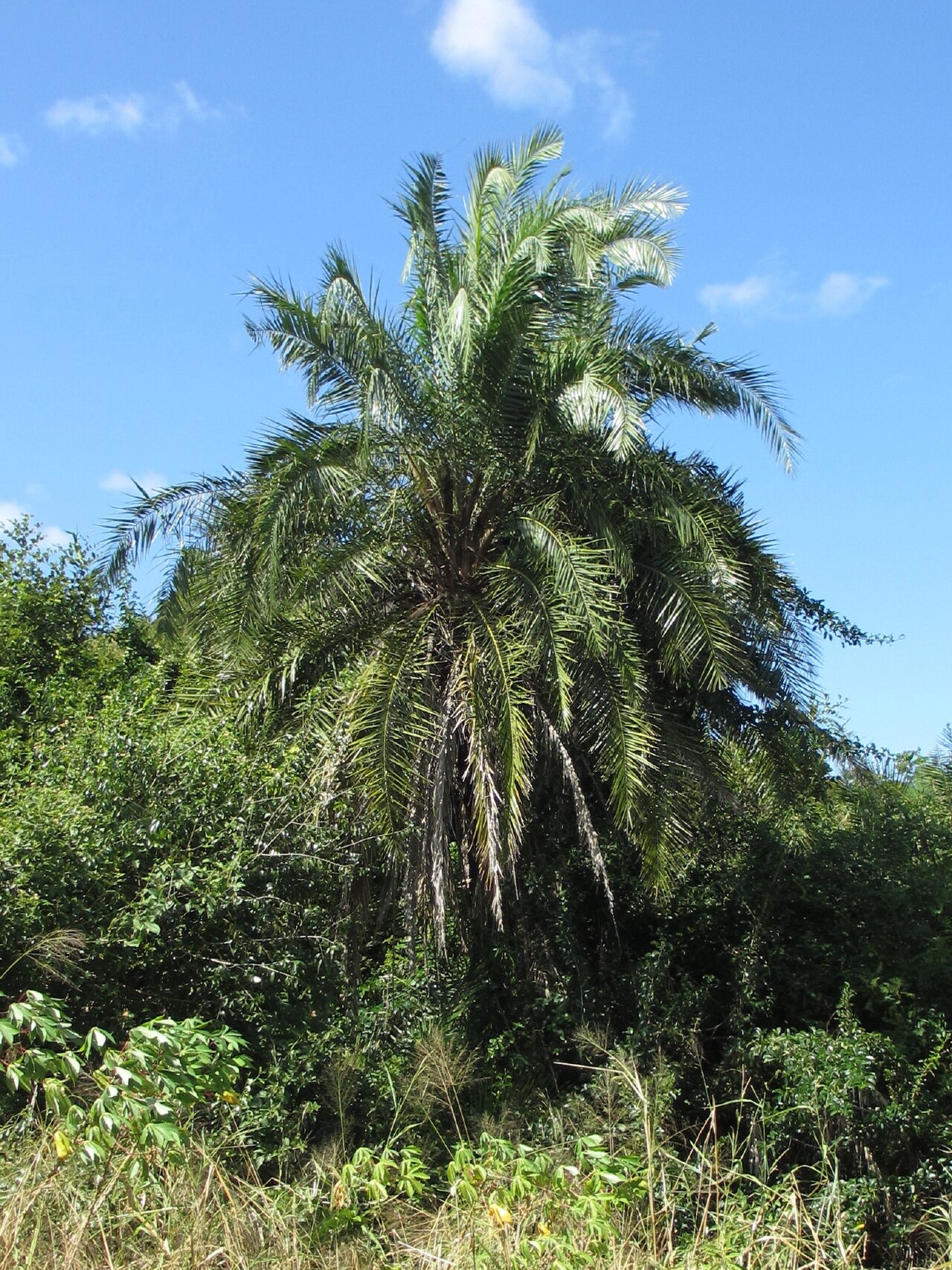 Senegal date palm: The wild date palm at Muxara (northern Mozambique). Here it grows close to a small stream.
