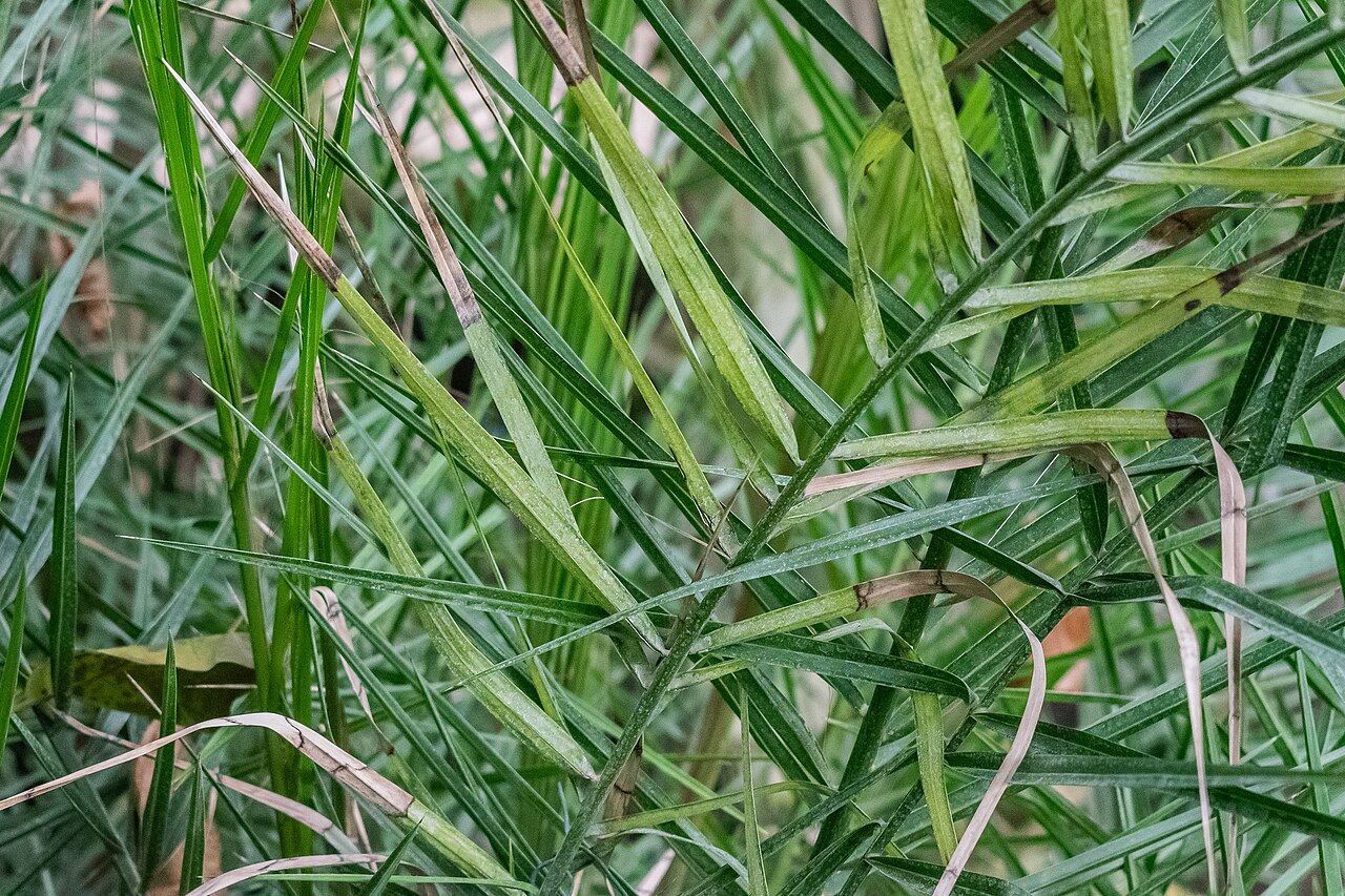 Senegal date palm: Phoenix reclinata in the Palm House Schönbrunn in Vienna , Austria