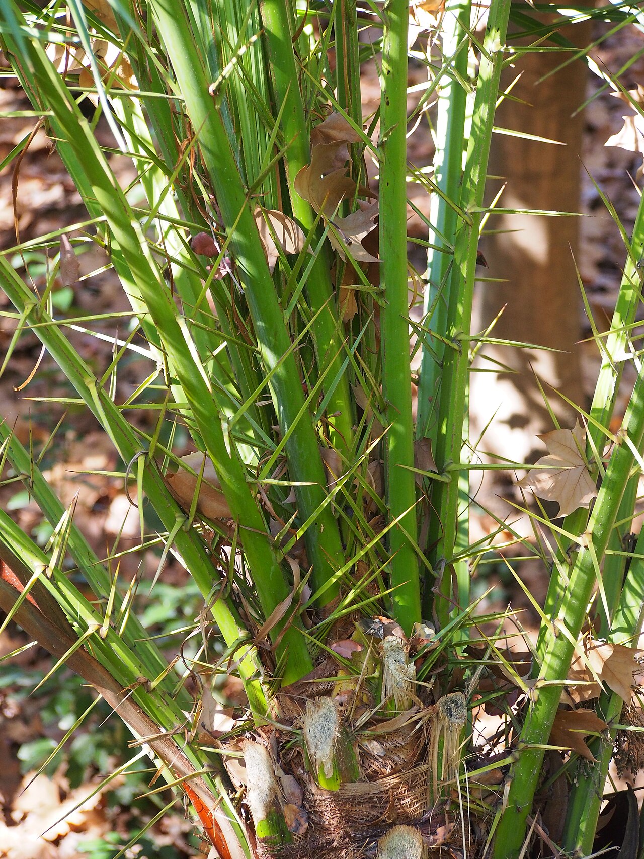 Senegal date palm: Senegal date palm ( Phoenix reclinata ) cultivated in La Concepción botanical garden in Malaga, Spain.