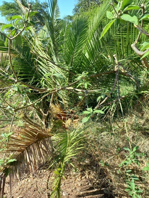 Senegal date palm (Phoenix reclinata)