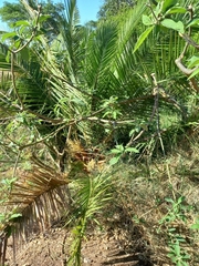 Senegal date palm (Phoenix reclinata)