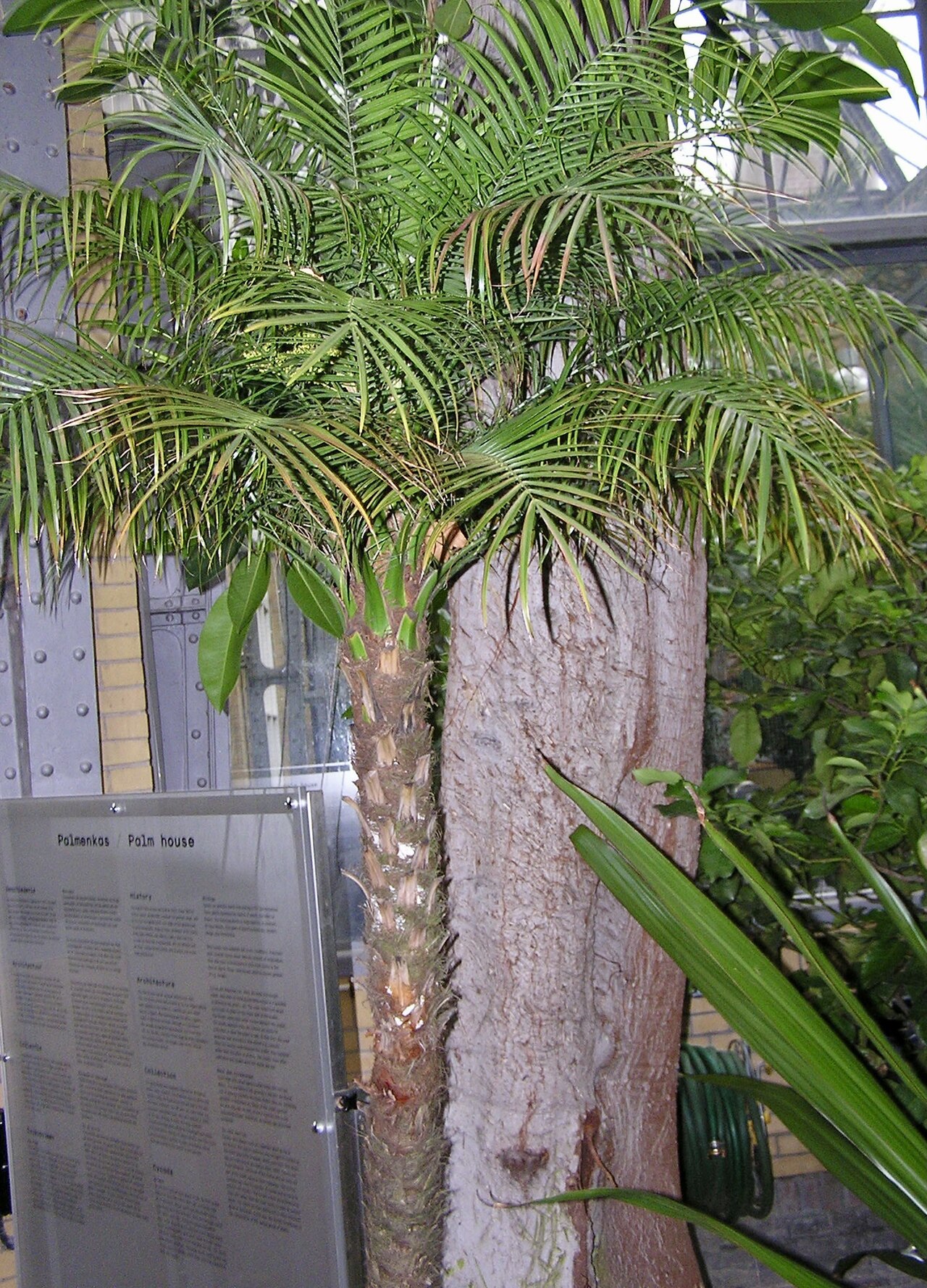 Dwarf date palm: Phoenix roebelenii DWARF DATE PALM. Hortus Botanicus Amsterdam.