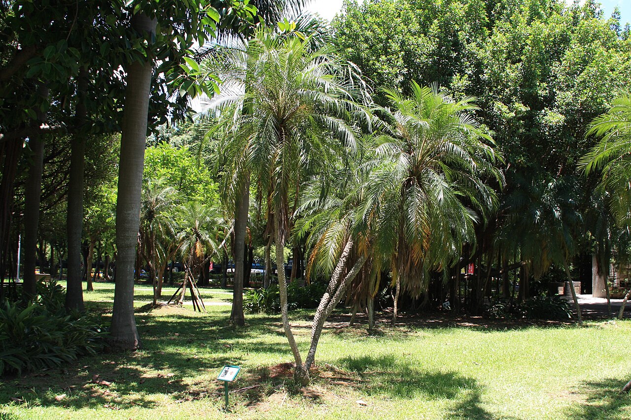 Dwarf date palm: Táiběi Da-an District DàĀn Forest Park Phoenix roebelenii (O'brien)