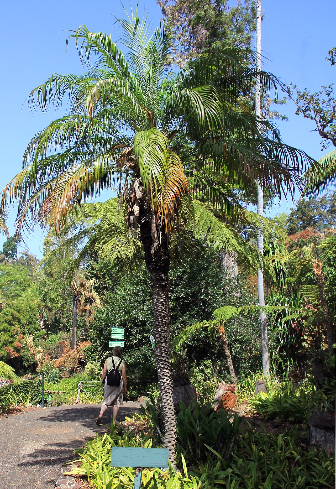 Dwarf date palm: Date palm Phoenix roebelenii in the Madeira Botanical Garden in the city Funchal , Madeira