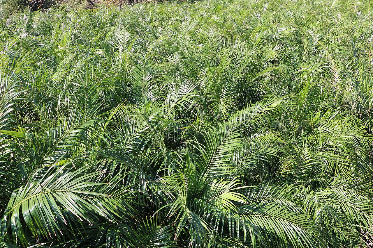 Dwarf date palm: 八丈島(東京都八丈町)のロべ(シンノウヤシ)露地栽培。