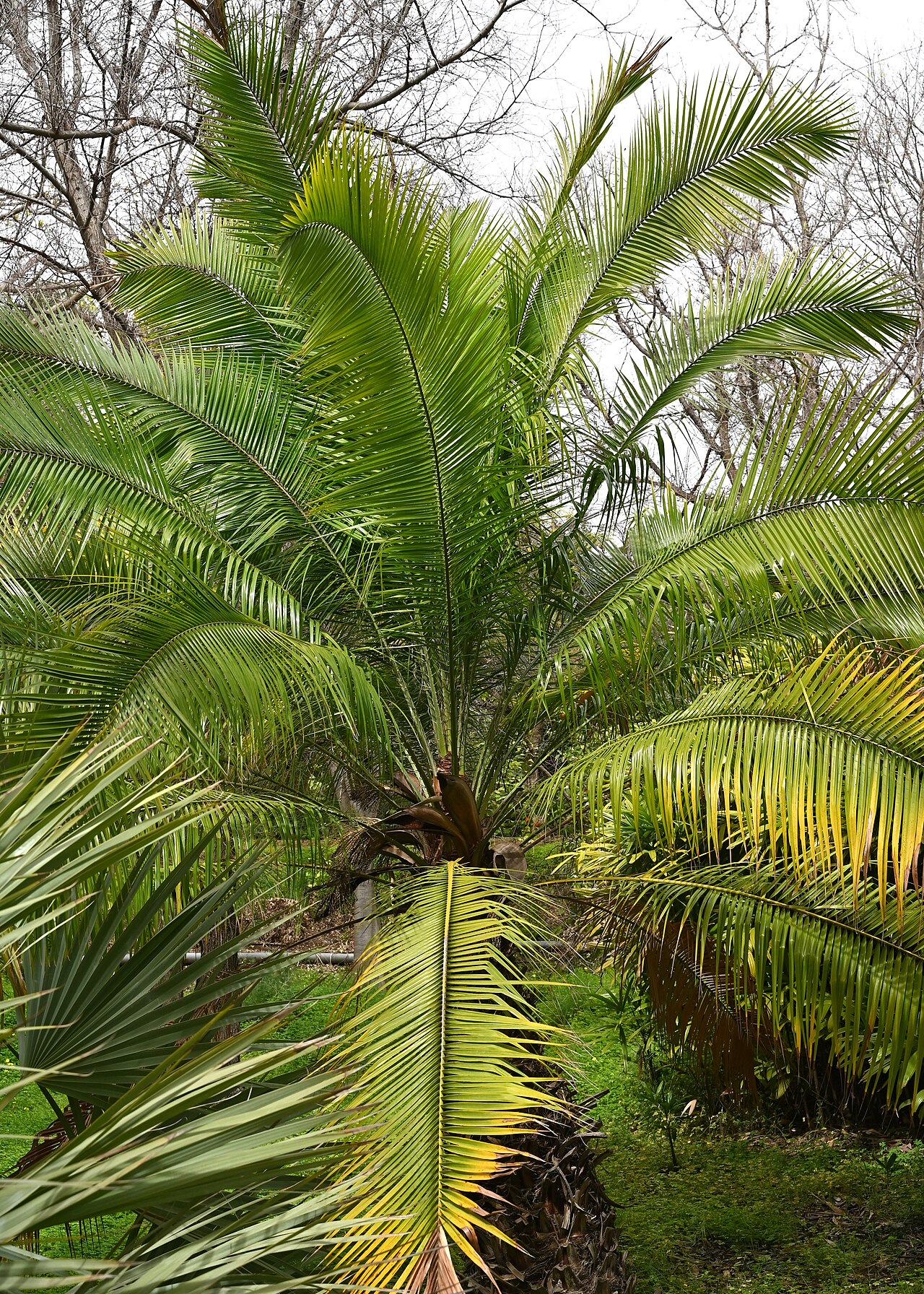 Cliff date palm: Phoenix rupicola in Jardín Botánico La Concepción, Malaga