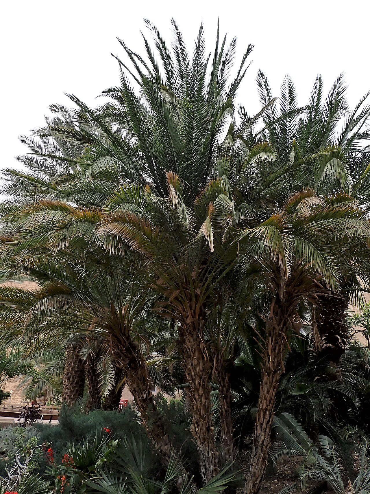 Cliff date palm: Phoenix rupicola in Ein Gedi Botanical Gardens, Israel