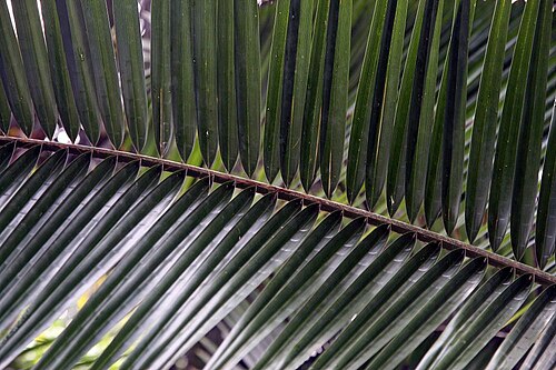 Cliff date palm: Location taken: Wilson Botanical Garden, Las Cruces Biological Station, Costa Rica. Names: Phoenix rupicola T. Anders., Cliff Date Palm, East Indian Wine Palm,