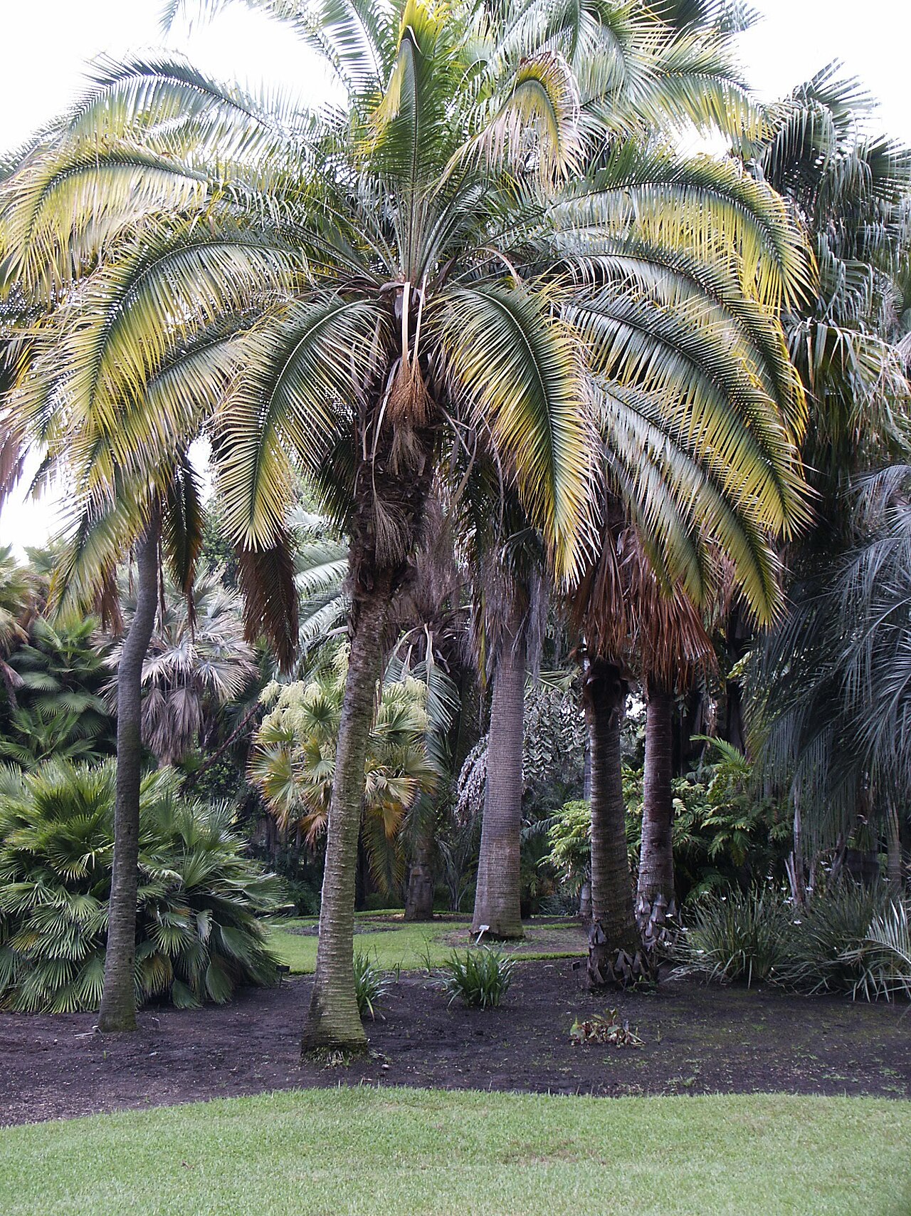 Cliff date palm: Phoenix rupicola , image taken in Huntington Library Palm Garden