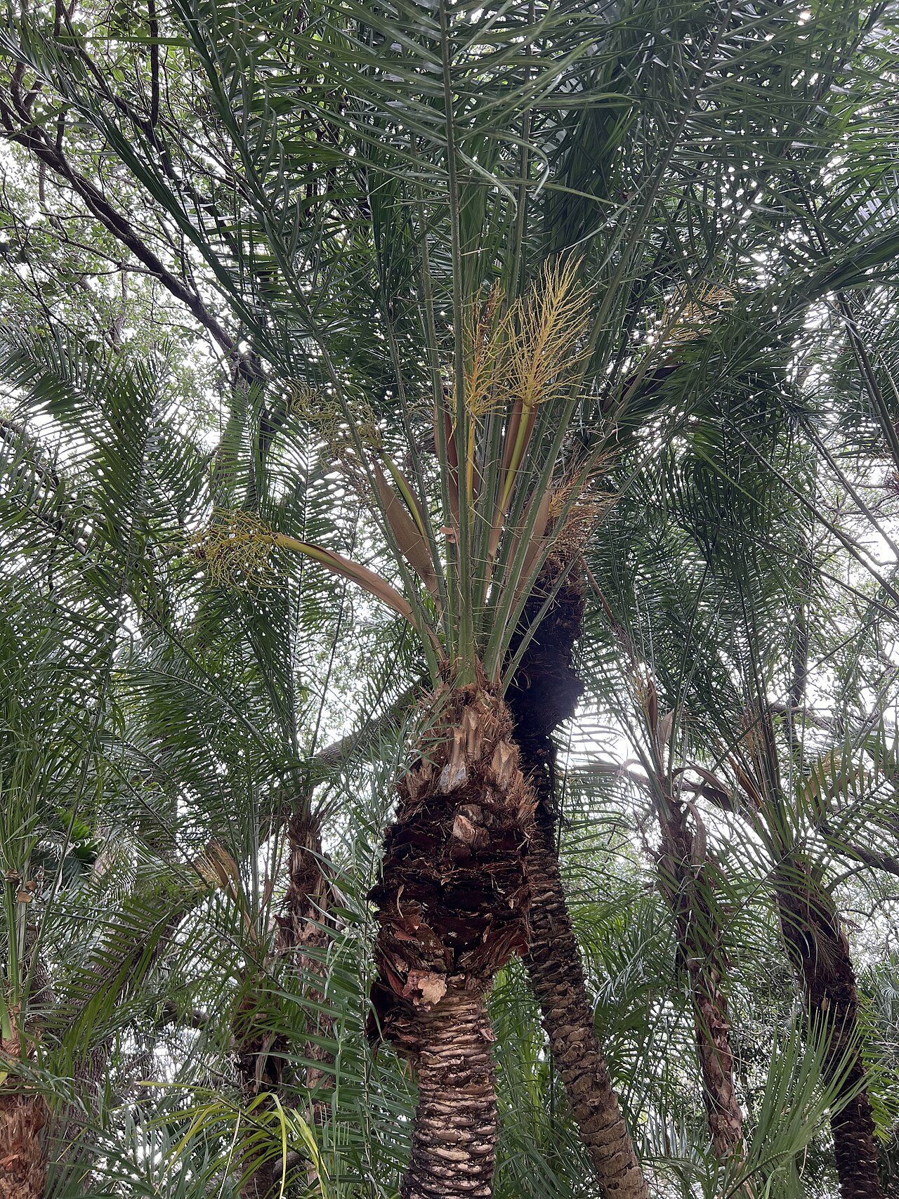 Cliff date palm: Phoenix rupicola at the Arboretum at Constitution Park, Deerfield Beach, Florida USA