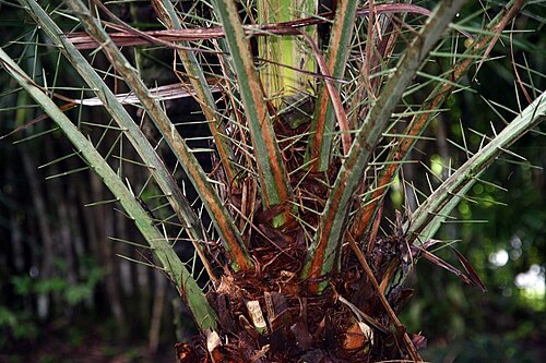 Cliff date palm: Location taken: Wilson Botanical Garden, Las Cruces Biological Station, Costa Rica. Names: Phoenix rupicola T. Anders., Cliff Date Palm, East Indian Wine Palm,