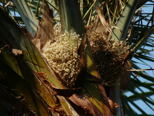 Wild date palm (Phoenix sylvestris)