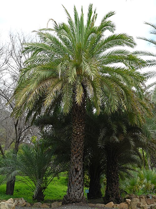 Wild date palm: Phoenix sylvestris in Jardín Botánico La Concepción