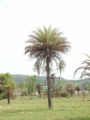 Wild date palm (Phoenix sylvestris)