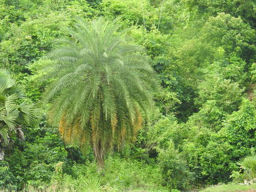 Wild date palm (Phoenix sylvestris)