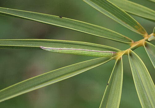 Wild date palm: Moth Caterpillar on Phoenix sylvestris