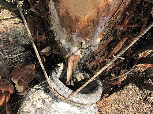 Wild date palm: a pot tied to the Phoenix sylvestris tree for collecting sweet sap