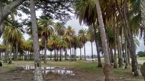 Wild date palm (Phoenix sylvestris)