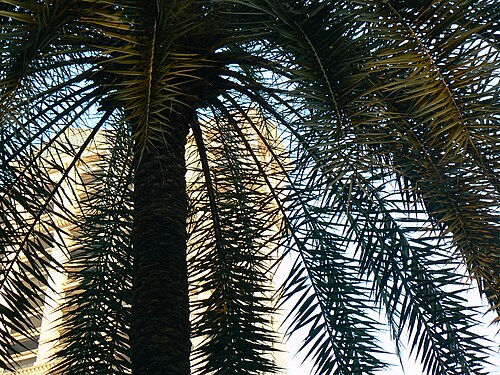 Wild date palm: commonly known as : date-sugar palm, Indian wild date, Indian winepalm, silver date palm, sugar date palm, sugar palm, wild date • Arabic : nakhl barrî • Assame