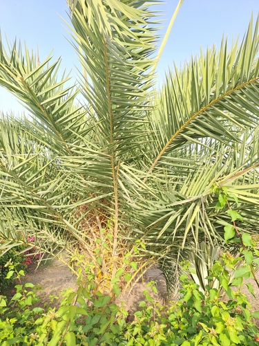 Wild date palm (Phoenix sylvestris)
