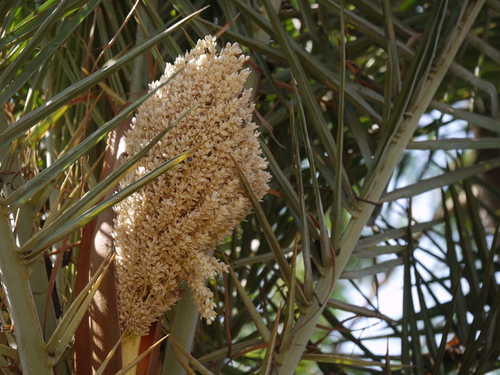 Wild date palm (Phoenix sylvestris)