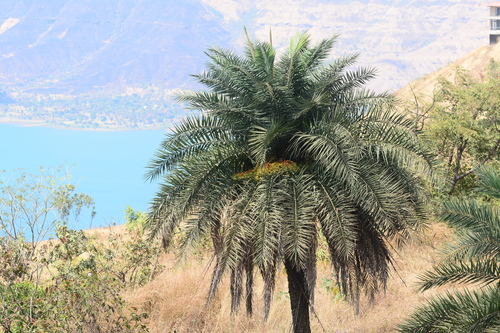 Wild date palm (Phoenix sylvestris)