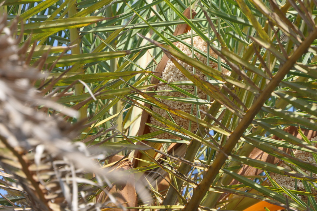 Wild date palm (Phoenix sylvestris)