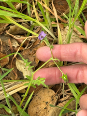 Blue fiestaflower (Pholistoma auritum)