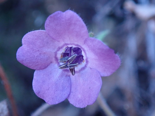 Blue fiestaflower (Pholistoma auritum)