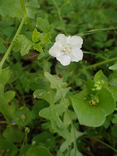 Blue fiestaflower (Pholistoma auritum)