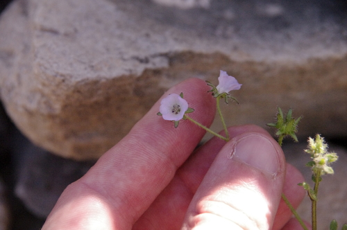 Blue fiestaflower (Pholistoma auritum)
