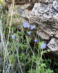 Blue fiestaflower (Pholistoma auritum)