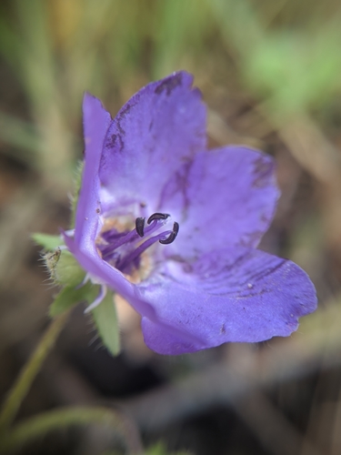 Blue fiestaflower (Pholistoma auritum)
