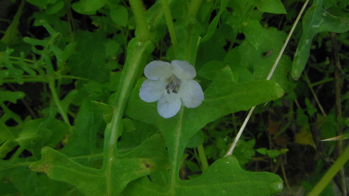 Blue fiestaflower (Pholistoma auritum)