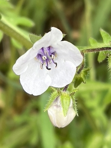 Blue fiestaflower (Pholistoma auritum)